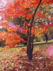 Acer Palmatum, Japanese Maple, érable du Japon, Japanischer Ahorn