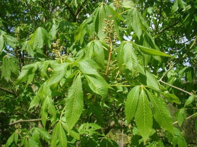 Aesculus flava, Yellow Buckeye, , 
