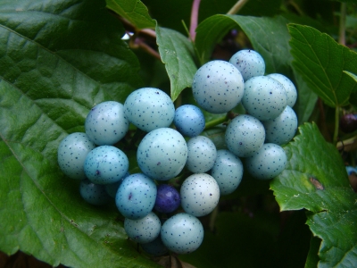 Ampelopsis Brevipedunculata , Porcelain Berry, , 