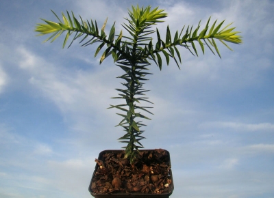 Araucaria araucana, Monkey Puzzle Tree, Araucaria du Chili, Chilenische Araukarie, Chilenische Schmucktanne 