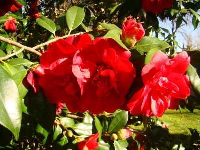 Camellia japonica, Japanese camellia, , 