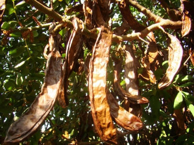 Ceratonia siliqua, St John's Bread, Caroubier, Johannisbrotbaum
