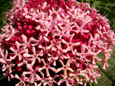 Clerodendrum bungei, Rose Glorybower, , 