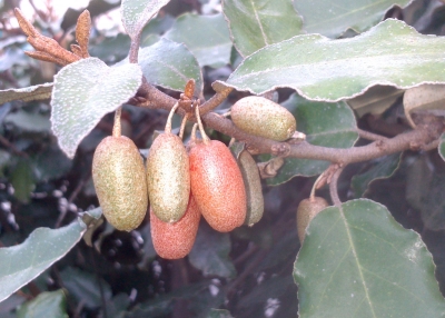 Elaeagnus X Ebbingei       , Evergreen Silverberry, , 