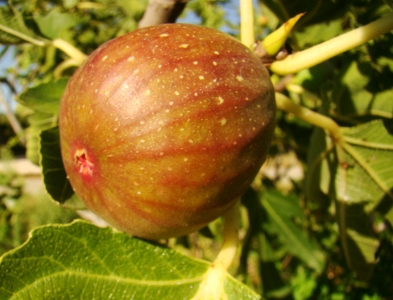 Ficus Carica Signora, Fig tree Signora variety, Figuier Signora, Echte Feige Signora
