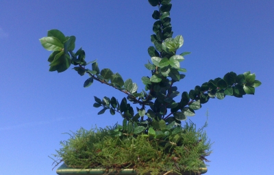 Luma apiculata, Chilean Myrtle, , 