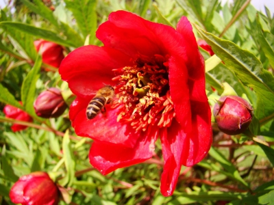 Paeonia Delavayi, Red Tree Peony, , 