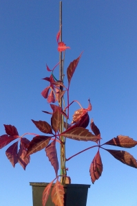 Parthenocissus henryana , Chinese Virginia (Silvervein) Creeper, , 
