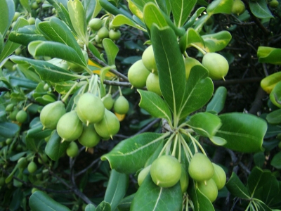 Pittosporum Tobira, Japanese Mock-Orange, , 