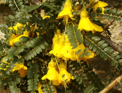 Sophora microphylla, Small Leaved Kowhai, , 