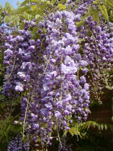Wisteria Sinensis     , Chinese Wisteria, , 